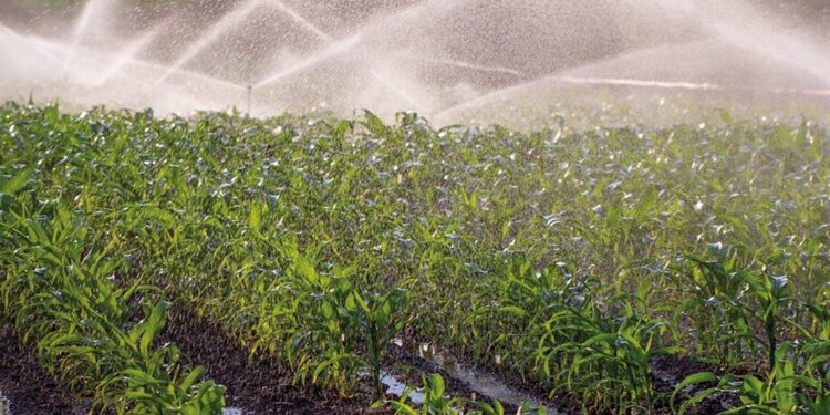Jovens agricultores de Portugal planejam uma incubadora para formar a próxima geração de empreendedores do agronegócio em Moçambique.