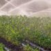 Portugal’s Young Farmers Plan an Incubator to Grow Mozambique’s Next Agribusiness Owners