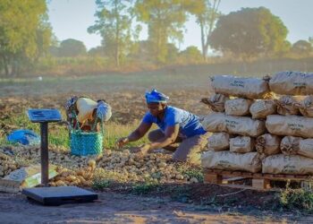 Prasl farmer now grows 30 tons of potatoes per hectare