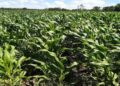 SADC Steps Up Preparedness as Severe El Niño Threat Looms