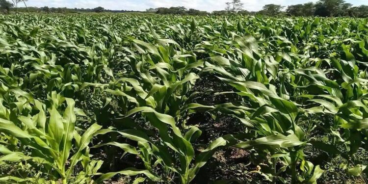 SADC Steps Up Preparedness as Severe El Niño Threat Looms